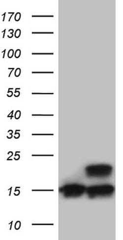 RPL27 Mouse anti-Human, Mouse, Clone: OTI6D3, lyophilized, TrueMAB 100 &mu;g | Buy Online | Origene Technologies | Fisher Scientific