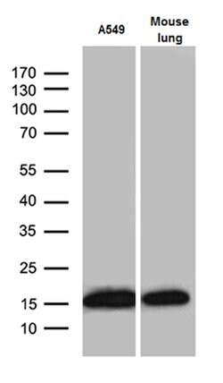 RPL27 Mouse anti-Human, Mouse, Clone: OTI6D3, lyophilized, TrueMAB 100 &mu;g | Buy Online | Origene Technologies | Fisher Scientific