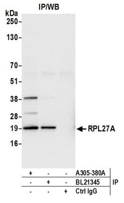 RPL27A/Ribosomal Protein L27a Rabbit anti-Human, Mouse, Polyclonal, Bethyl