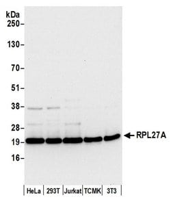 RPL27A/Ribosomal Protein L27a Rabbit anti-Human, Mouse, Polyclonal, Bethyl