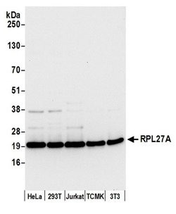 RPL27A/Ribosomal Protein L27a Polyclonal Antibody, Bethyl Laboratories:Antibodies:Primary