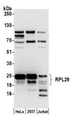 RPL29/Ribosomal Protein L29 Rabbit anti-Human, Polyclonal, Bethyl Laboratories 100 &mu;L | Buy Online | Bethyl Laboratories, Inc | Fisher Scientific