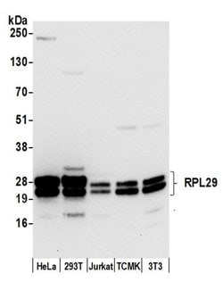 RPL29/Ribosomal Protein L29 Polyclonal Antibody, Bethyl Laboratories 20