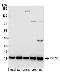RPL30/Ribosomal Protein L30 Rabbit anti-Human, Mouse, Polyclonal, Bethyl