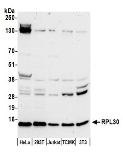RPL30/Ribosomal Protein L30 Rabbit anti-Human, Mouse, Polyclonal, Bethyl