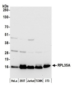 RPL35A/Ribosomal Protein L35a Rabbit anti-Human, Mouse, Polyclonal, Bethyl