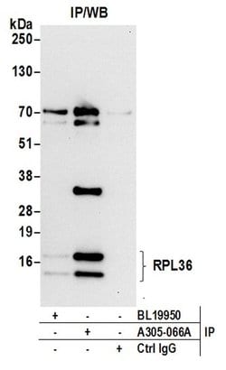 RPL36/Ribosomal Protein L36 Rabbit anti-Human, Mouse, Polyclonal, Bethyl