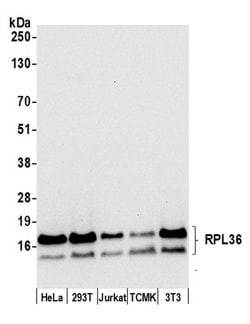 RPL36/Ribosomal Protein L36 Rabbit anti-Human, Mouse, Polyclonal, Bethyl