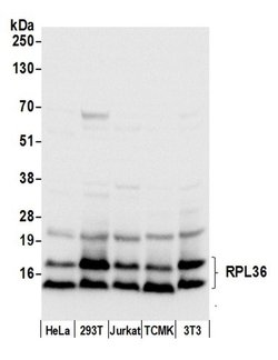 RPL36/Ribosomal Protein L36 Rabbit anti-Human, Mouse, Polyclonal, Bethyl