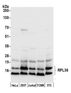 RPL36/Ribosomal Protein L36 Polyclonal Antibody, Bethyl Laboratories:Antibodies:Primary