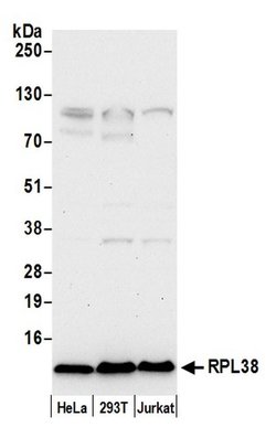RPL38/Ribosomal Protein L38 Rabbit anti-Human, Polyclonal, Bethyl Laboratories