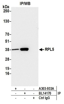 RPL5 Rabbit anti-Human, Mouse, Polyclonal, Bethyl Laboratories 100 &mu;L;