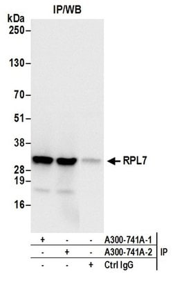 RPL7 Rabbit anti-Human, Mouse, Polyclonal, Bethyl Laboratories 100 &mu;L;