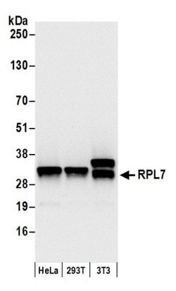 RPL7 Rabbit anti-Human, Mouse, Polyclonal, Bethyl Laboratories 100 &mu;L;