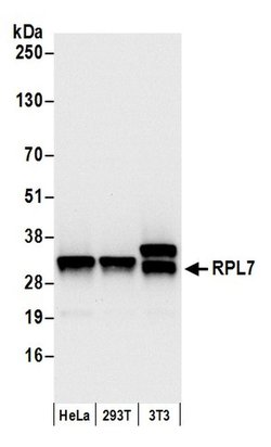 RPL7 Polyclonal Antibody, Bethyl Laboratories 20 &mu;L; Unconjugated:Antibodies,