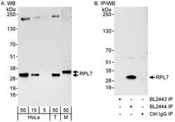 RPL7 Rabbit anti-Human, Mouse, Polyclonal, Bethyl Laboratories 100 &mu;L;