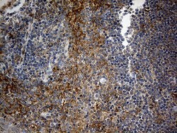 RPL7A Mouse anti-Human, Mouse, Clone: OTI3C5, lyophilized, TrueMAB 100