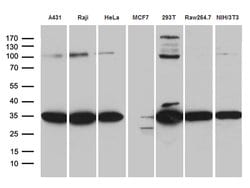 RPL7A Monoclonal Antibody (OTI4C1), TrueMAB , OriGene:Antibodies:Primary