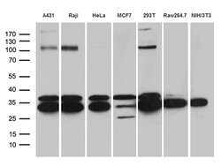 RPL7A Mouse anti-Human, Mouse, Clone: OTI3C5, lyophilized, TrueMAB 100