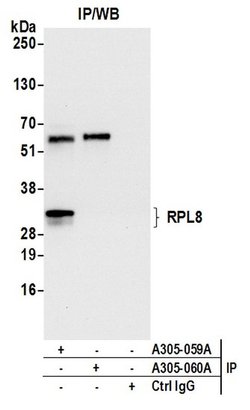 RPL8/Ribosomal Protein L8 Rabbit anti-Human, Mouse, Polyclonal, Bethyl