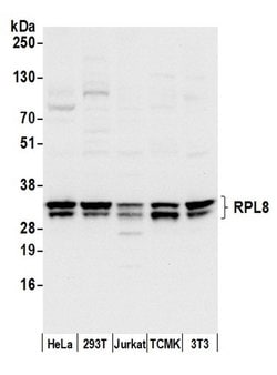 RPL8/Ribosomal Protein L8 Rabbit anti-Human, Mouse, Polyclonal, Bethyl