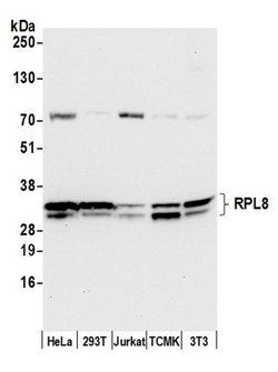 RPL8/Ribosomal Protein L8 Polyclonal Antibody, Bethyl Laboratories 20 &mu;L | Buy Online | Bethyl Laboratories, Inc | Fisher Scientific