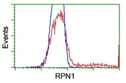 RPN1 Mouse anti-Human, Rat, Clone: OTI3E1, liquid, TrueMAB 100 &mu;L; Unconjugated:Antibodies,