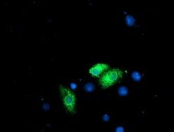 RPN1 Mouse anti-Human, Rat, Clone: OTI3E1, liquid, TrueMAB 100 &mu;L; Unconjugated:Antibodies,