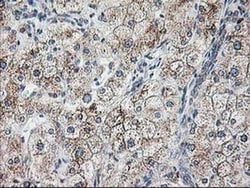RPN1 Monoclonal Antibody (OTI3H3), TrueMAB , OriGene 30 &mu;L; Unconjugated:Antibodies,