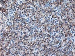 RPN1 Mouse anti-Human, Rat, Clone: OTI3E1, liquid, TrueMAB 100 &mu;L; Unconjugated:Antibodies,