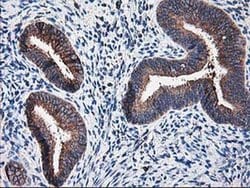 RPN1 Mouse anti-Human, Rat, Clone: OTI3E1, liquid, TrueMAB 100 &mu;L; Unconjugated:Antibodies,