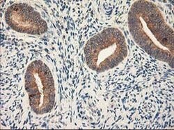 RPN1 Monoclonal Antibody (OTI6A9), TrueMAB , OriGene 100 &mu;L; Unconjugated:Antibodies,