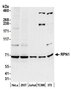 RPN1/Ribophorin I Polyclonal Antibody, Bethyl Laboratories 20 &mu;L | Buy Online | Bethyl Laboratories, Inc | Fisher Scientific