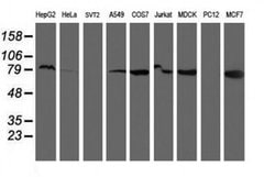 RPN1 Monoclonal Antibody (OTI3H3), TrueMAB , OriGene 30 &mu;L; Unconjugated:Antibodies,