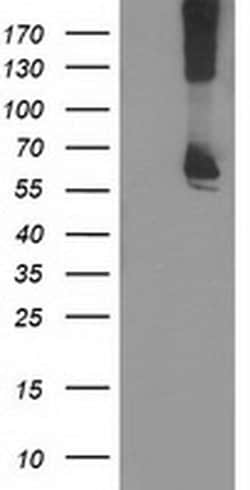 RPN1 Mouse anti-Human, Rat, Clone: OTI3E1, liquid, TrueMAB 100 &mu;L; Unconjugated:Antibodies,