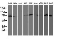 RPN1 Mouse anti-Human, Rat, Clone: OTI3E1, liquid, TrueMAB 100 &mu;L; Unconjugated:Antibodies,