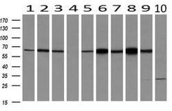 RPN1 Mouse anti-Human, Rat, Clone: OTI3E1, liquid, TrueMAB 100 &mu;L; Unconjugated:Antibodies,