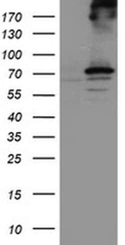 RPN1 Monoclonal Antibody (OTI2G9), TrueMAB , OriGene 30 &mu;L; Unconjugated:Antibodies,