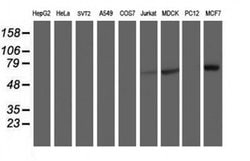 RPN1 Monoclonal Antibody (OTI2E3), TrueMAB , OriGene 100 &mu;L; Unconjugated:Antibodies,
