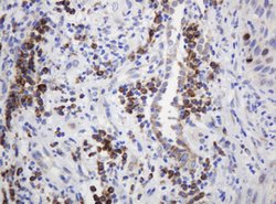 RPN2 Mouse anti-Human, Clone: OTI1G9, lyophilized, TrueMAB 100 &mu;g; Unconjugated:Antibodies,