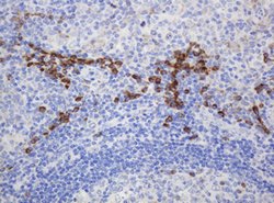 RPN2 Mouse anti-Human, Clone: OTI1G9, lyophilized, TrueMAB 100 &mu;g; Unconjugated:Antibodies,