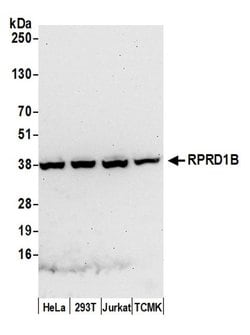 RPRD1B Rabbit anti-Human, Mouse, Polyclonal, Bethyl Laboratories 100 &mu;L;