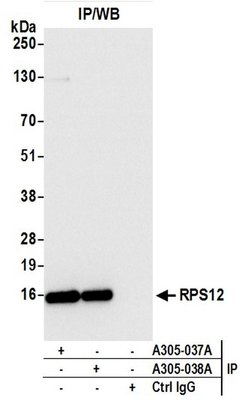 RPS12/Ribosomal Protein S12 Rabbit anti-Human, Polyclonal, Bethyl Laboratories