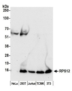 RPS12/Ribosomal Protein S12 Rabbit anti-Human, Mouse, Polyclonal, Bethyl