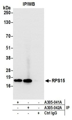 RPS15/Ribosomal Protein S15 Rabbit anti-Human, Mouse, Polyclonal, Bethyl