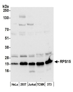 RPS15/Ribosomal Protein S15 Polyclonal Antibody, Bethyl Laboratories:Antibodies:Primary