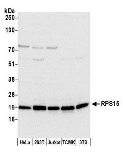 RPS15/Ribosomal Protein S15 Rabbit anti-Human, Mouse, Polyclonal, Bethyl