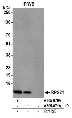 RPS21/Ribosomal Protein S21 Rabbit anti-Human, Mouse, Polyclonal, Bethyl
