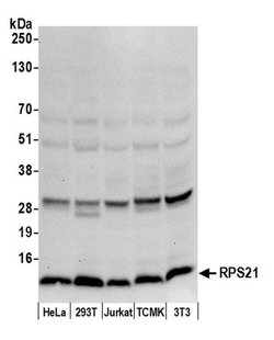 RPS21/Ribosomal Protein S21 Rabbit anti-Human, Mouse, Polyclonal, Bethyl