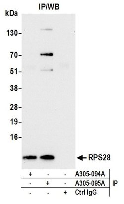 RPS28/Ribosomal Protein S28 Rabbit anti-Human, Mouse, Polyclonal, Bethyl